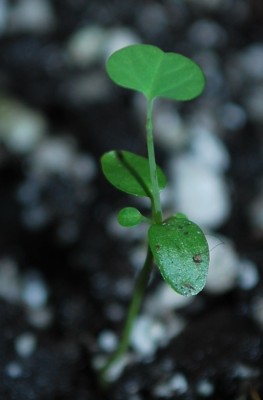 Aristolochia_elegans.jpg