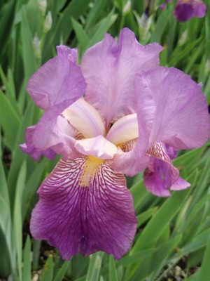 Iris barbata1.jpg