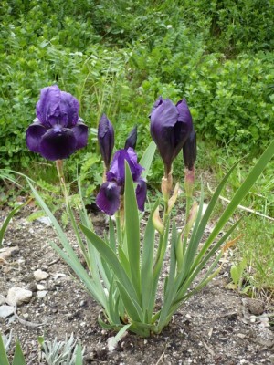 Iris barbata Habitus einer mittleren Sorte1.jpg