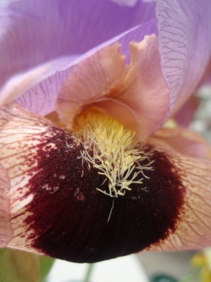 Iris barbata Nana Sorte1.jpg