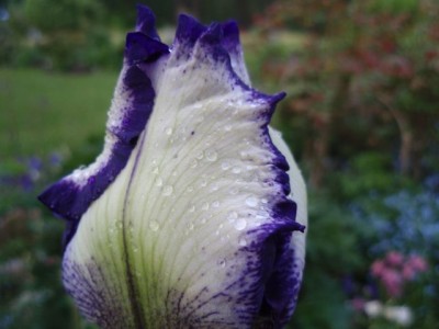 Iris barbata Stepping Out Knospe1.jpg