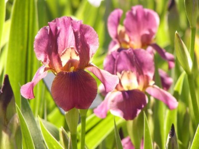 Iris barbata medium1.jpg