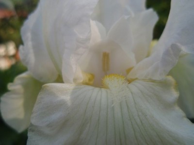 Iris barbata Bianca1.jpg