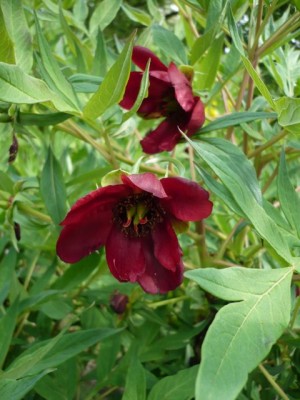 Paeonia dalavayi1.jpg