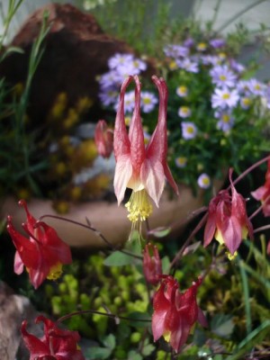 Aquilegia canadensis Topfsteingarten1.jpg