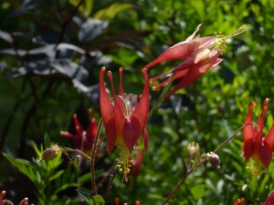 Aquilegia canadensis nahe1.jpg