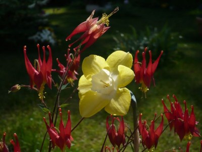 Aquilegia canadensis1.jpg