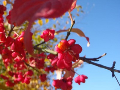 Euonymus1.jpg