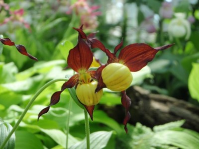 Cypripedium1.jpg