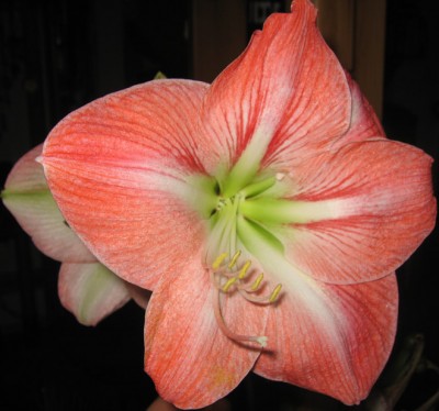 Amaryllis.jpg