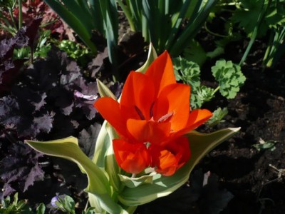 Tulipa praestans Unicum 21.jpg