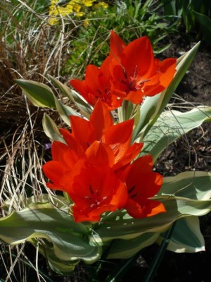 Tulipa praestans Unicum1.jpg