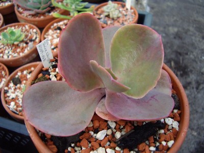 Echeveria ´Arlie Wright´.JPG