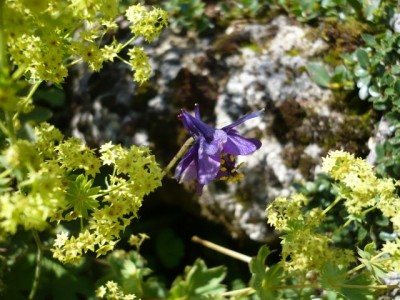 Aquilegia einseleana Alchemilla1.jpg