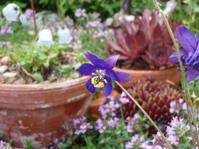 Aquilegia einseleana bei mir im Tonscherbengarten1.jpg