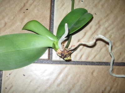 Orchidee2.jpg
