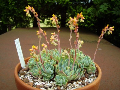 Echeveria secunda ´Pumila´ (4).JPG