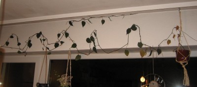 philodendron.JPG