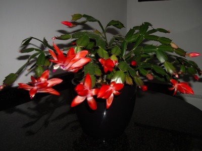 Schlumbergera.jpg