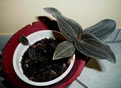 Ludisia discolor v. Bonny.JPG