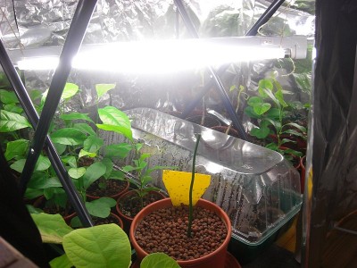Pflanzenlampe 2009.11.28 3.JPG