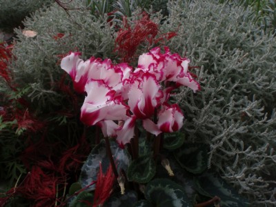 Cyclamen persicum beim Fotoshooting im Herbstgarten1.jpg