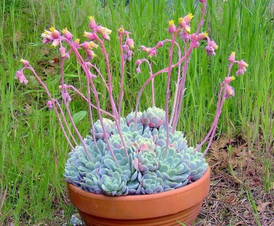 Echeveria elegans (6).JPG