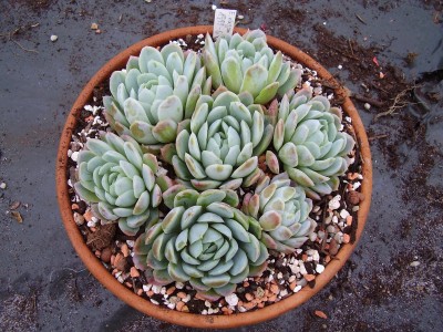 Echeveria elegans (15).JPG