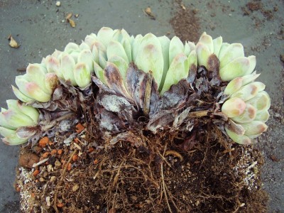 Echeveria elegans (10).JPG