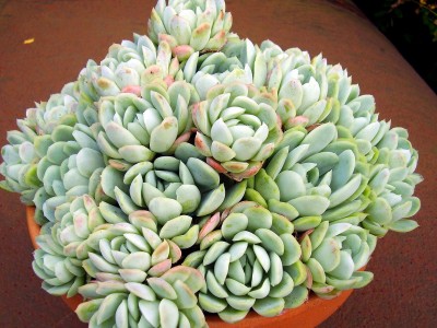 Echeveria elegans (11).JPG