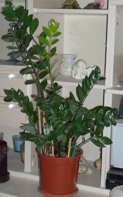 Zamioculcas zamiifolia.jpg