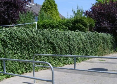 1935-hecke-schnittgruen.jpg