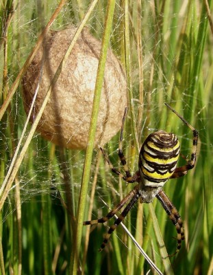 26.09.2009 032-mama wespenspinne1.jpg