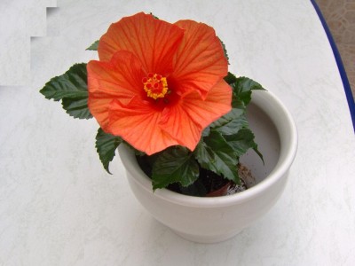 Hibiskus Orangerot.jpg