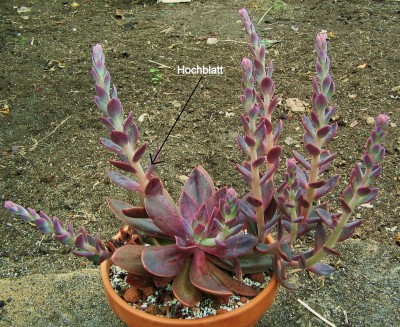 Echeveria ´Kandelaber´ (5).jpg