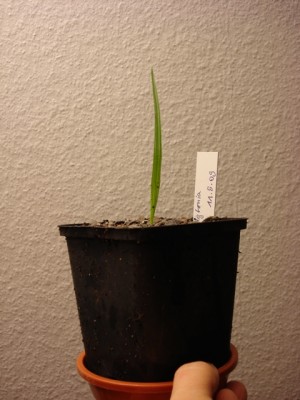 Washingtonia filifera 6.11.09.jpg