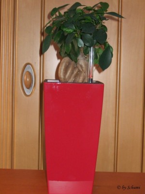 Ficus Ginseng.jpg