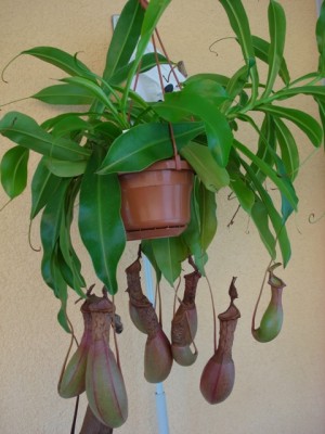 Nepenthes hybride.jpg