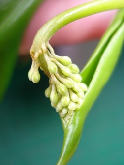 Nepenthes Blüte.jpg