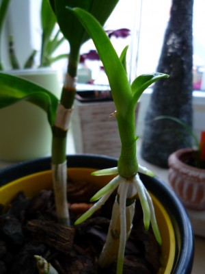 Kindel Dendrobium Phal.JPG