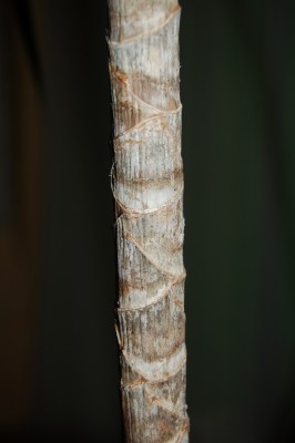 DSC_0114dracena.jpg