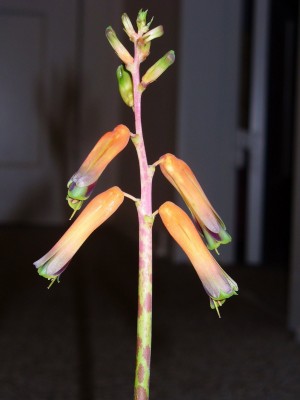 Lachenalia bulbifera.jpg