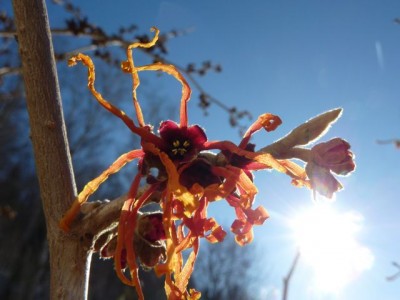 Hamamelis1.jpg