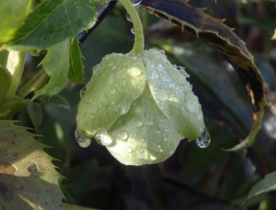 Helleborus argutifolius1.jpg