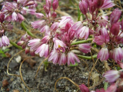 Allium sibthorpianum (4).JPG