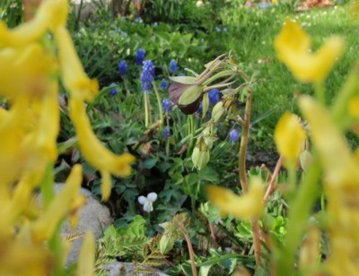 Aquilegia virdiflora versus Corydalis cheilanthiifolia1.jpg