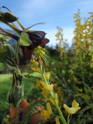 b Aquilegia virdiflora versus Corydalis cheilanthiifolia1.jpg