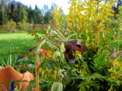 Aquilegia_viridiflora_and_corydalis_cheilanthifolia.jpg