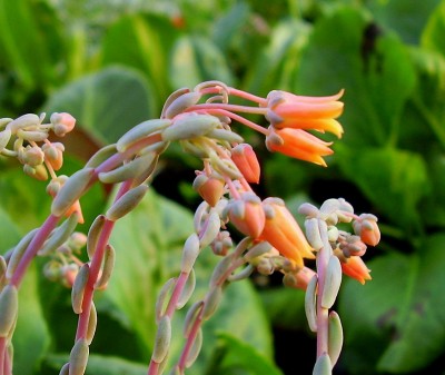 Echeveria amoena (6).JPG