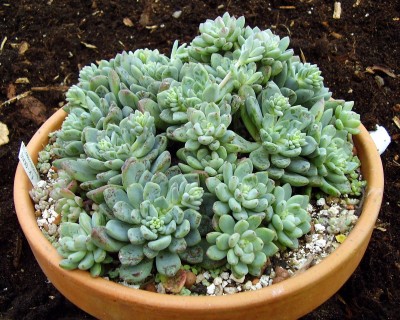 Echeveria amoena (2).JPG